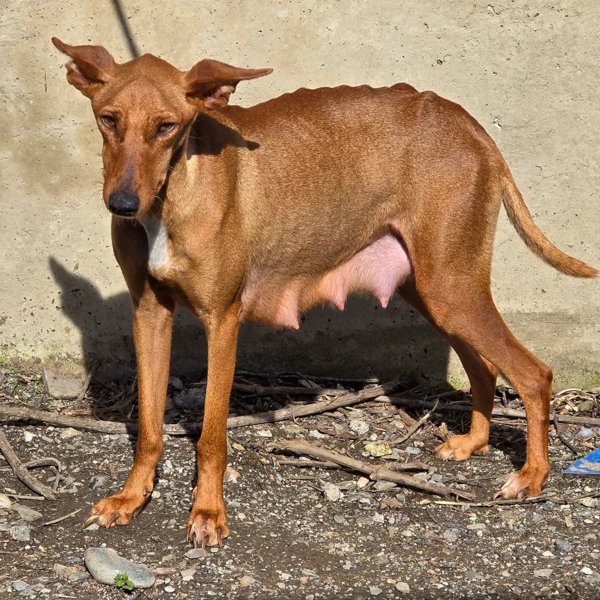 Mia, female Podenco for adoption at Hundehilfe Motril, Hundehilfe Motril photo 5