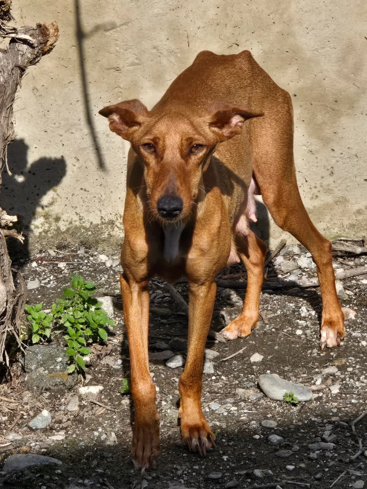 Mia, female Podenco for adoption at Hundehilfe Motril, Hundehilfe Motril photo 6