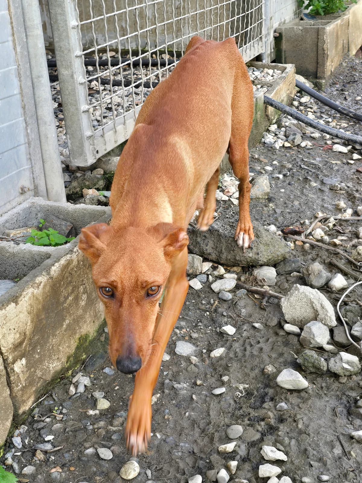 Mia, female Podenco for adoption at Hundehilfe Motril, Hundehilfe Motril photo 7