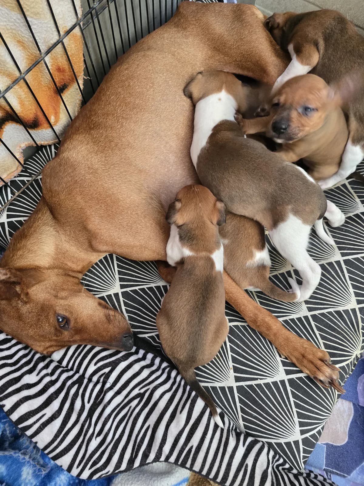 Mia, female Podenco for adoption at Hundehilfe Motril, Hundehilfe Motril photo 8