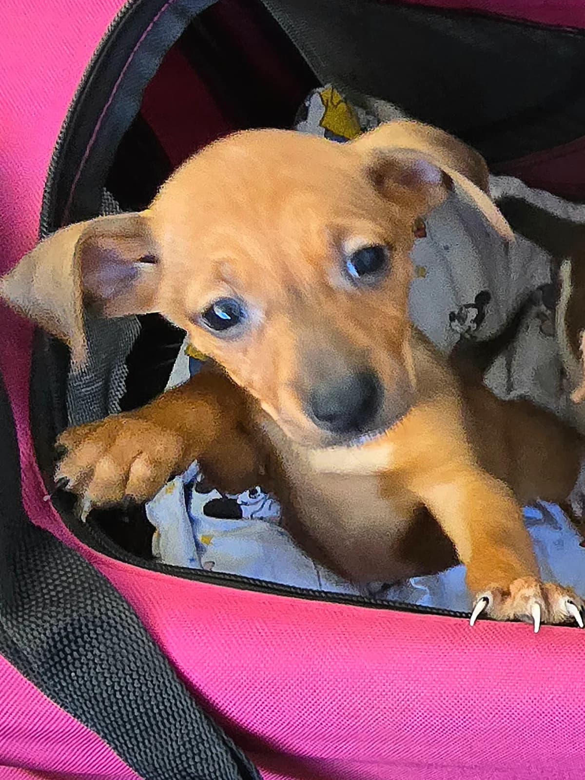 JODY, female Podenco for adoption at Hundehilfe Motril, St. Gallen