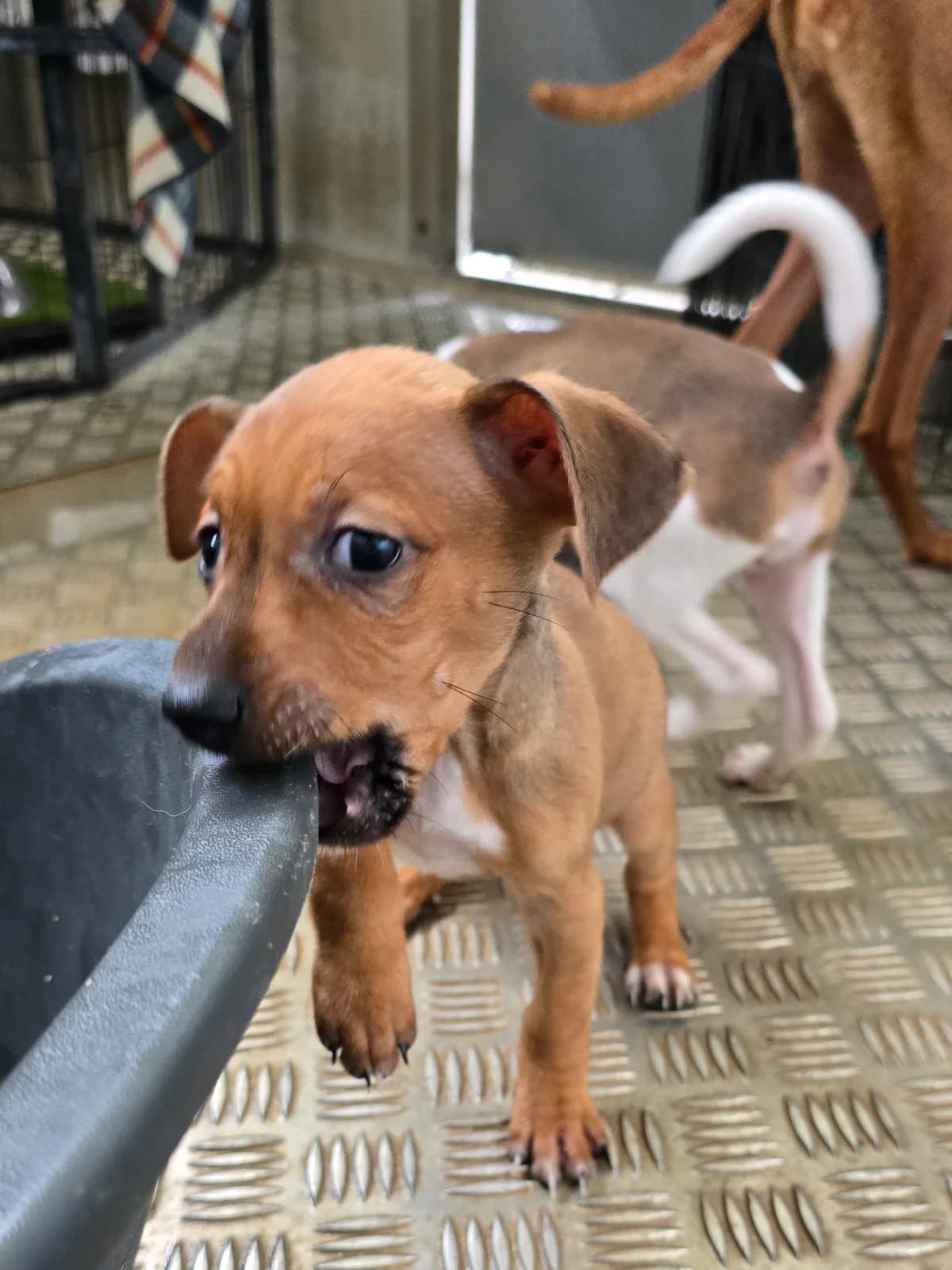 JODY, female Podenco for adoption at Hundehilfe Motril, Hundehilfe Motril photo 2