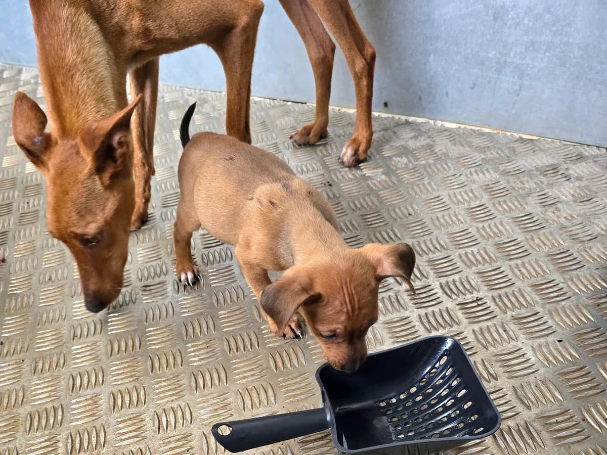 JODY, female Podenco for adoption at Hundehilfe Motril, Hundehilfe Motril photo 3