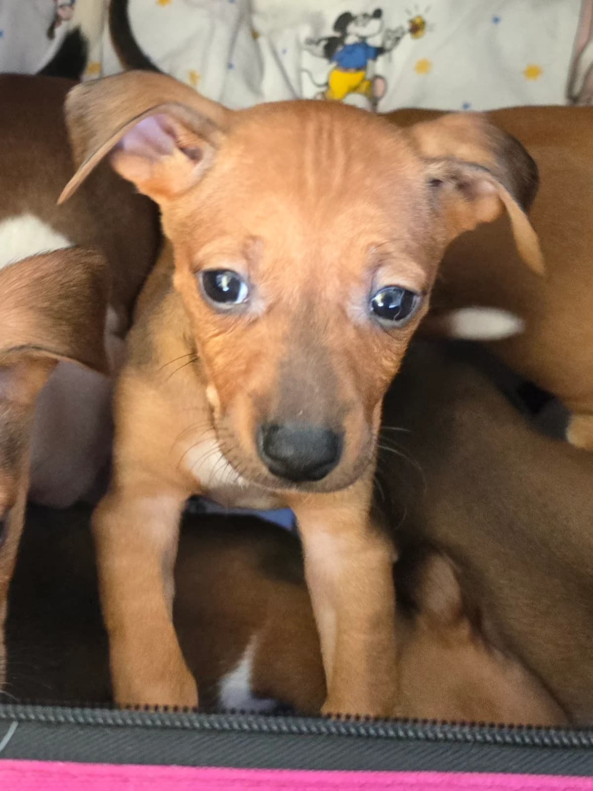 JODY, female Podenco for adoption at Hundehilfe Motril, Hundehilfe Motril photo 4