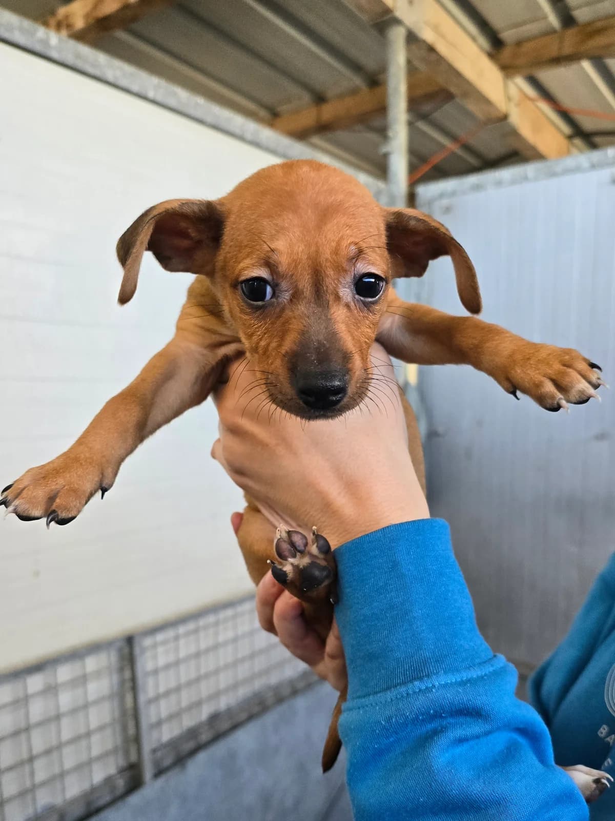 JODY, female Podenco for adoption at Hundehilfe Motril, Hundehilfe Motril photo 5