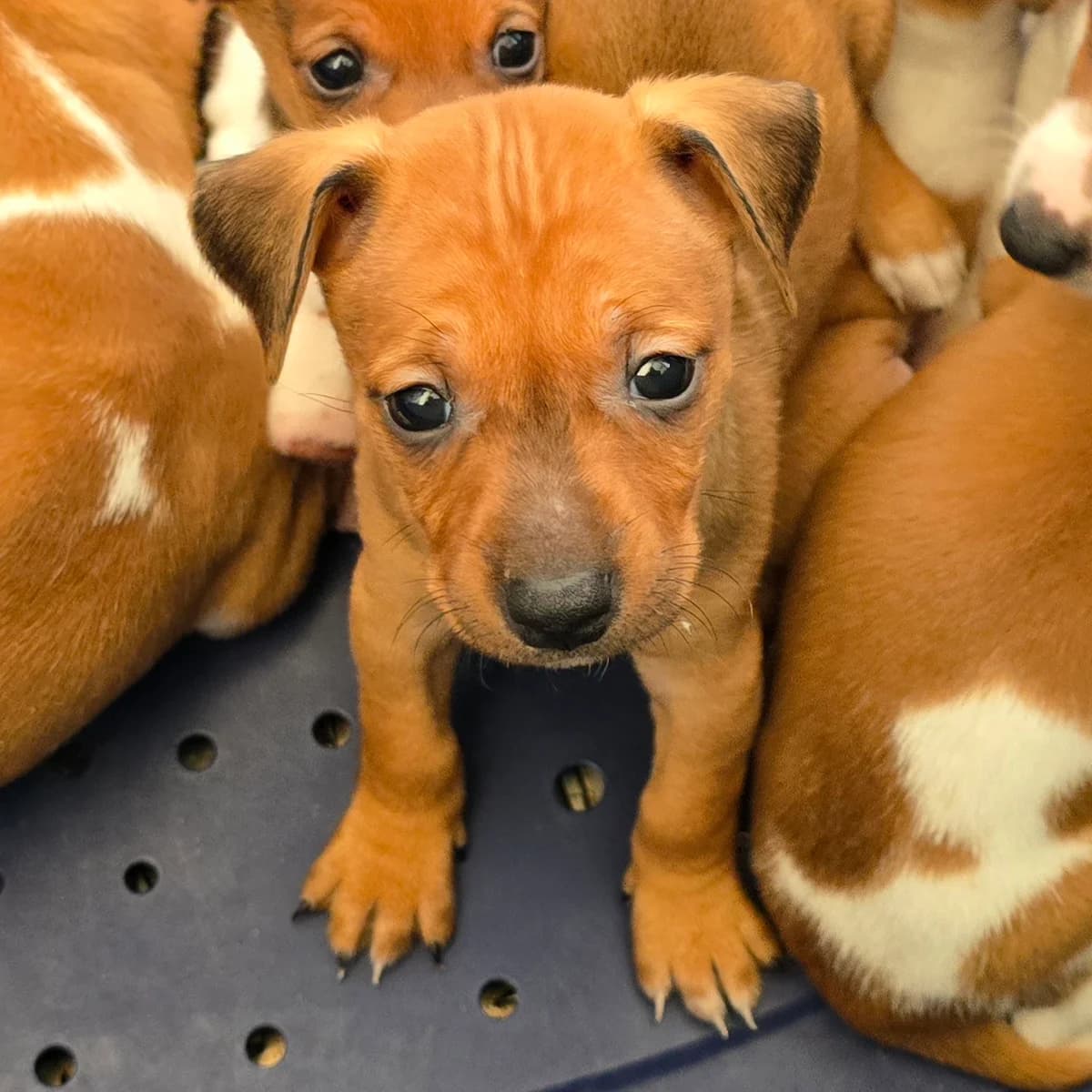 JODY, female Podenco for adoption at Hundehilfe Motril, Hundehilfe Motril photo 6