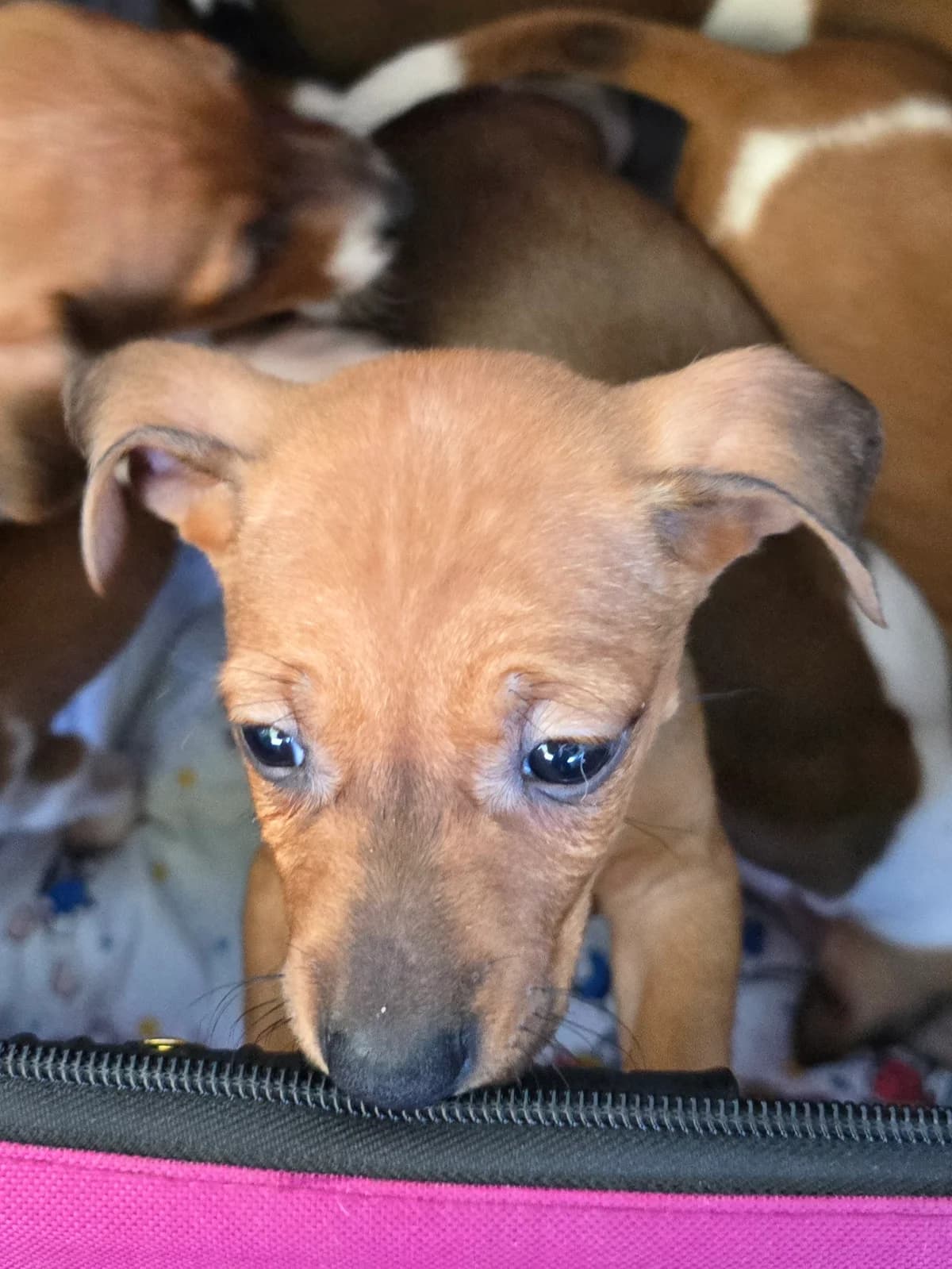 JODY, female Podenco for adoption at Hundehilfe Motril, Hundehilfe Motril photo 7