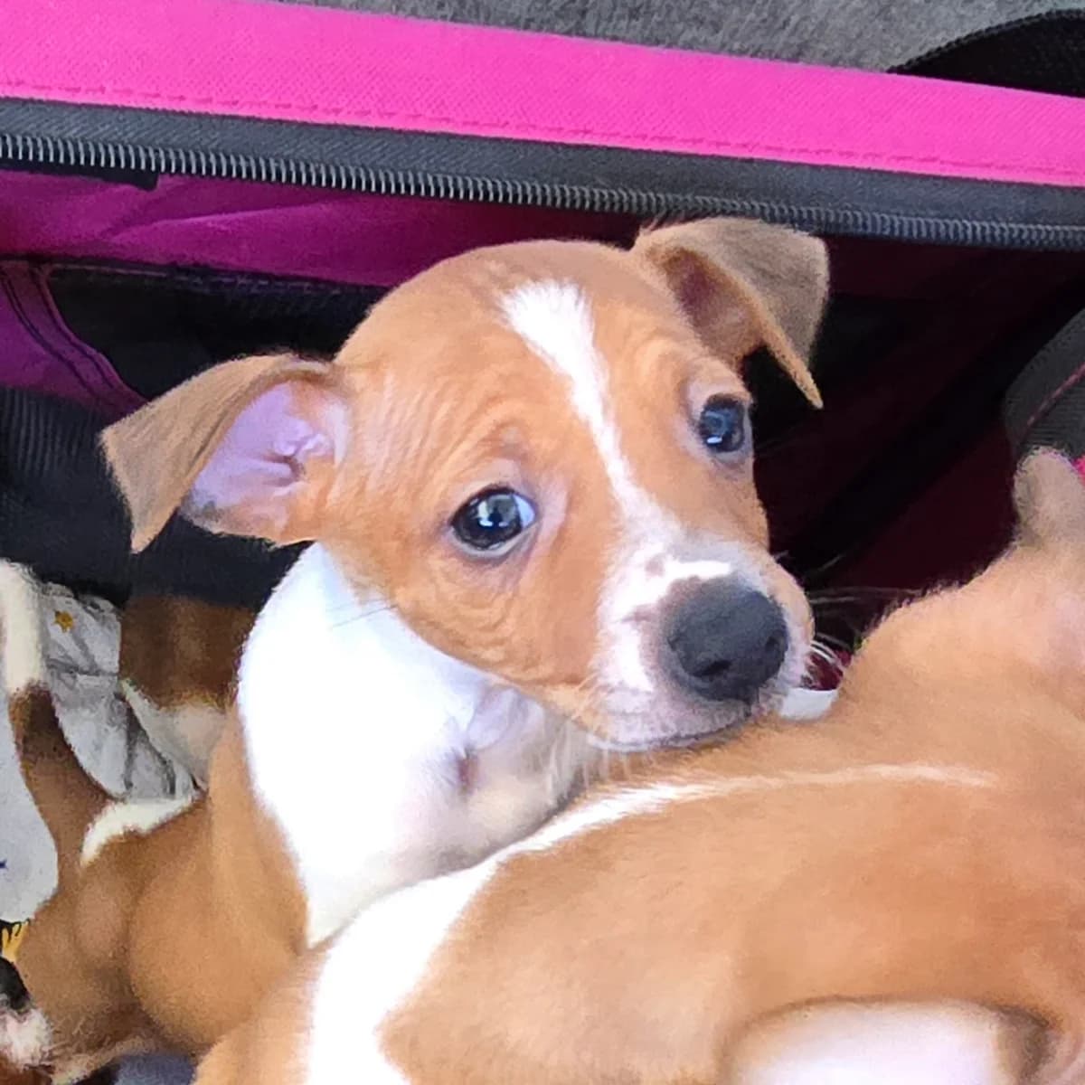 WILLY, male Podenco for adoption at Hundehilfe Motril