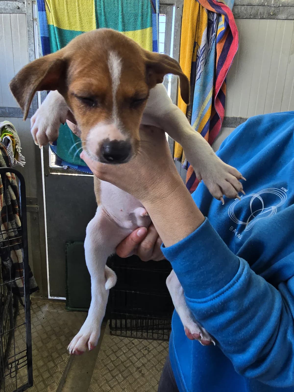 WILLY, male Podenco for adoption at Hundehilfe Motril, Hundehilfe Motril photo 2