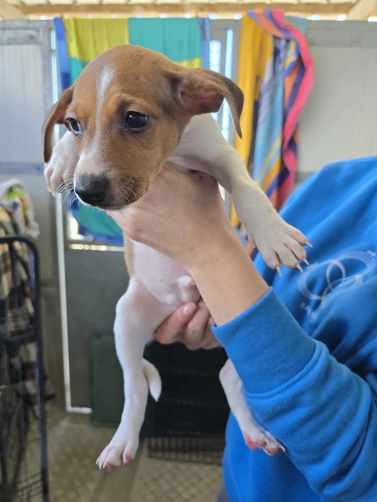 WILLY, male Podenco for adoption at Hundehilfe Motril, Hundehilfe Motril photo 3