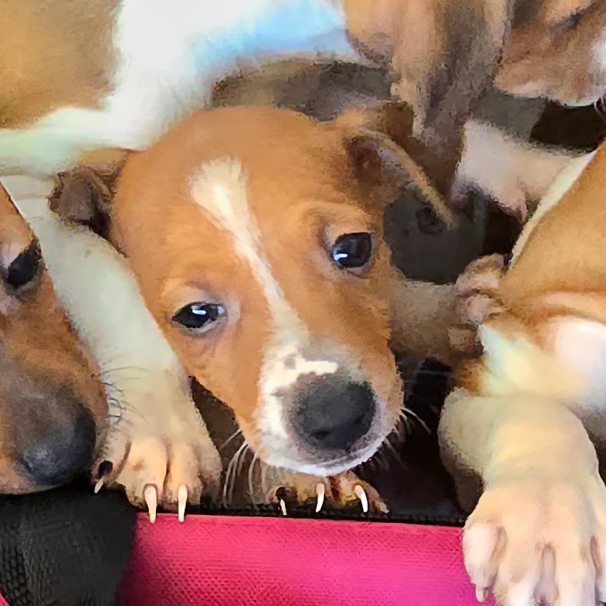 WILLY, male Podenco for adoption at Hundehilfe Motril, Hundehilfe Motril photo 4