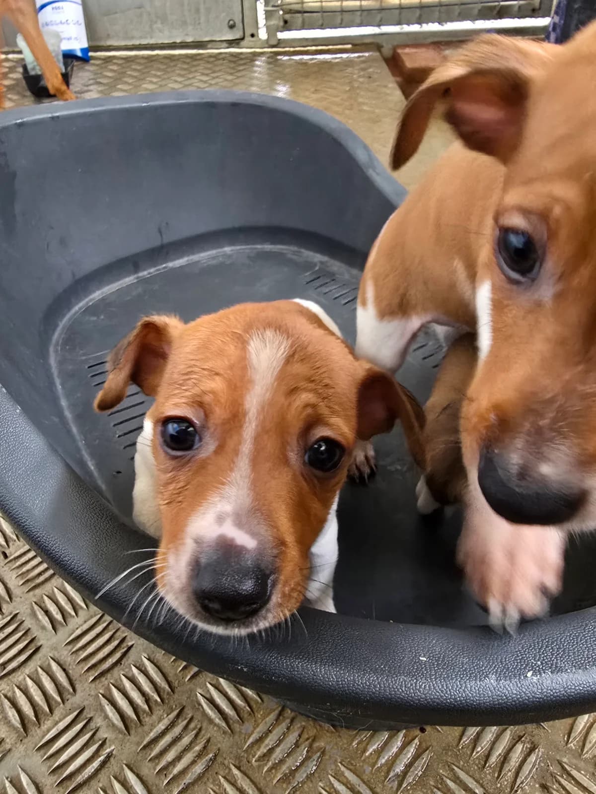 WILLY, male Podenco for adoption at Hundehilfe Motril, Hundehilfe Motril photo 5