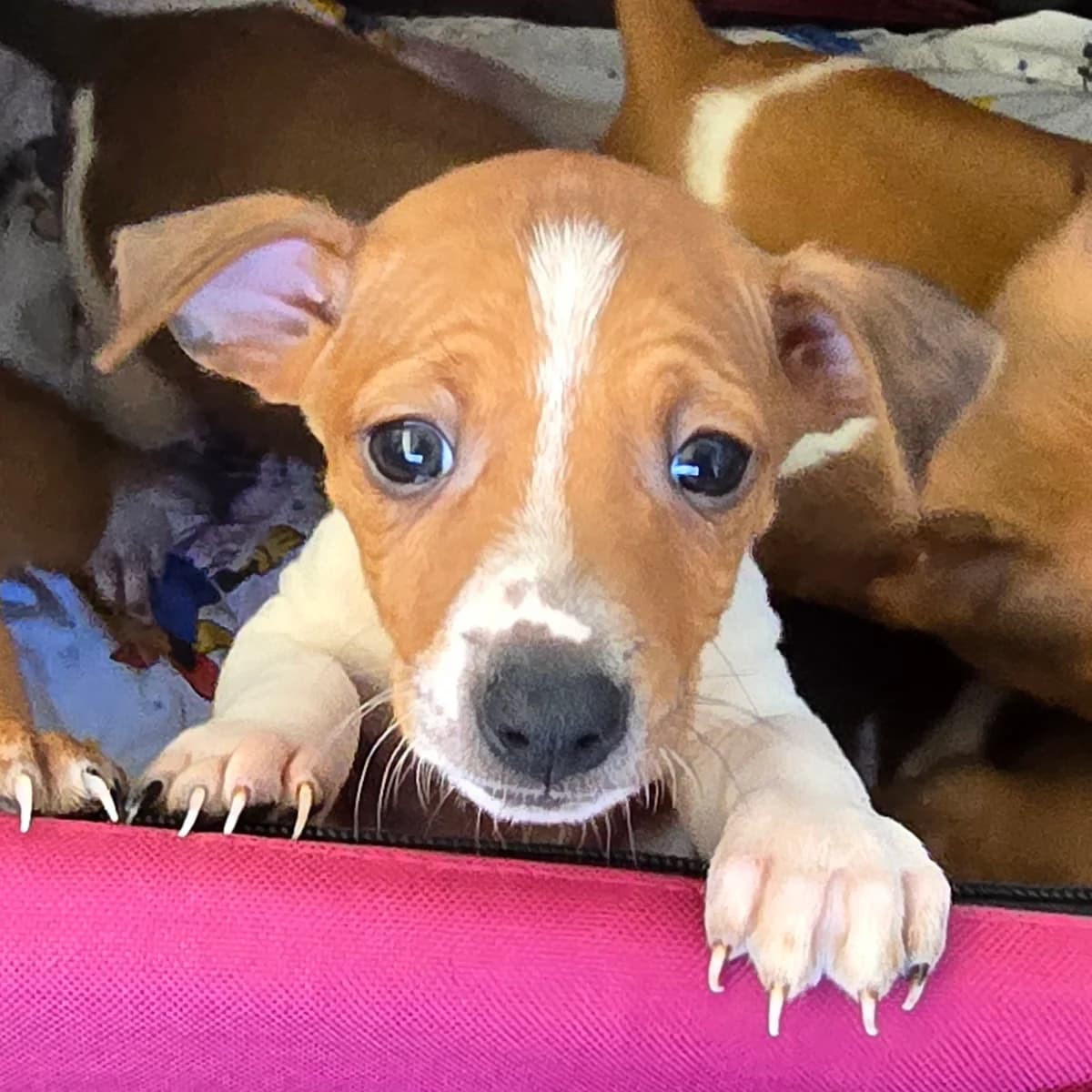 WILLY, male Podenco for adoption at Hundehilfe Motril, Hundehilfe Motril photo 6