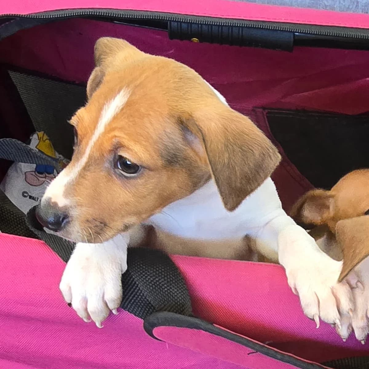 WILLY, male Podenco for adoption at Hundehilfe Motril, Hundehilfe Motril photo 7