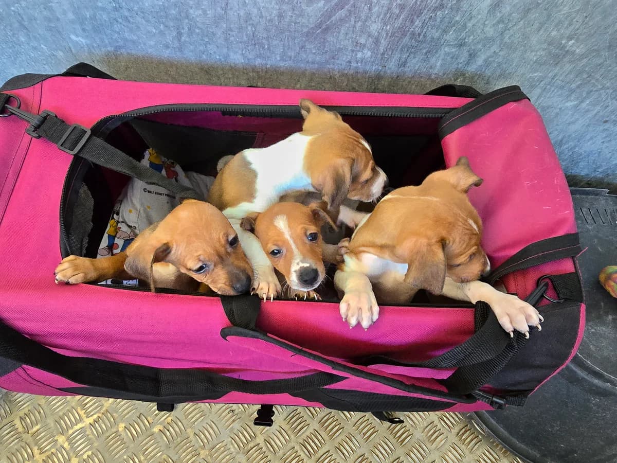 WILLY, male Podenco for adoption at Hundehilfe Motril, Hundehilfe Motril photo 8