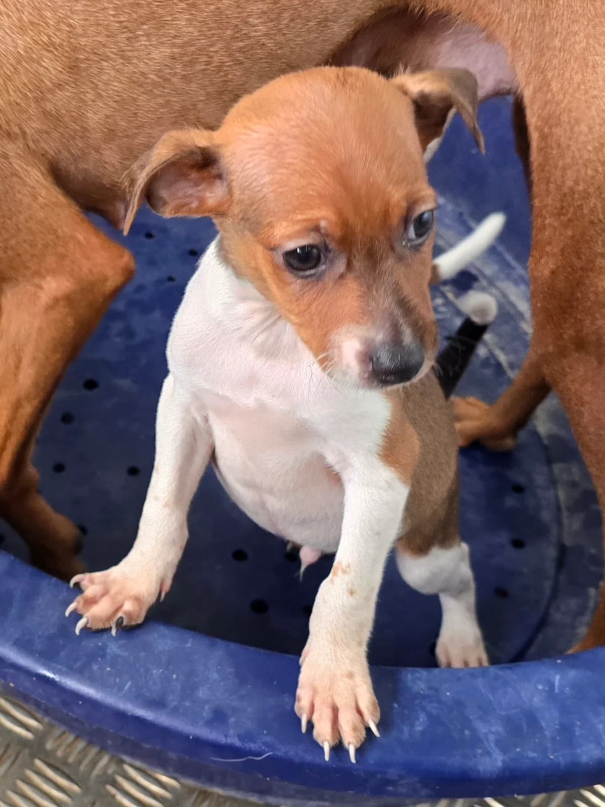 JOSHY, male Podenco for adoption at Hundehilfe Motril