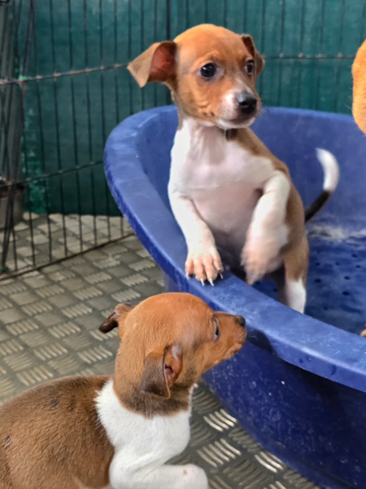 JOSHY, male Podenco for adoption at Hundehilfe Motril, Hundehilfe Motril photo 2