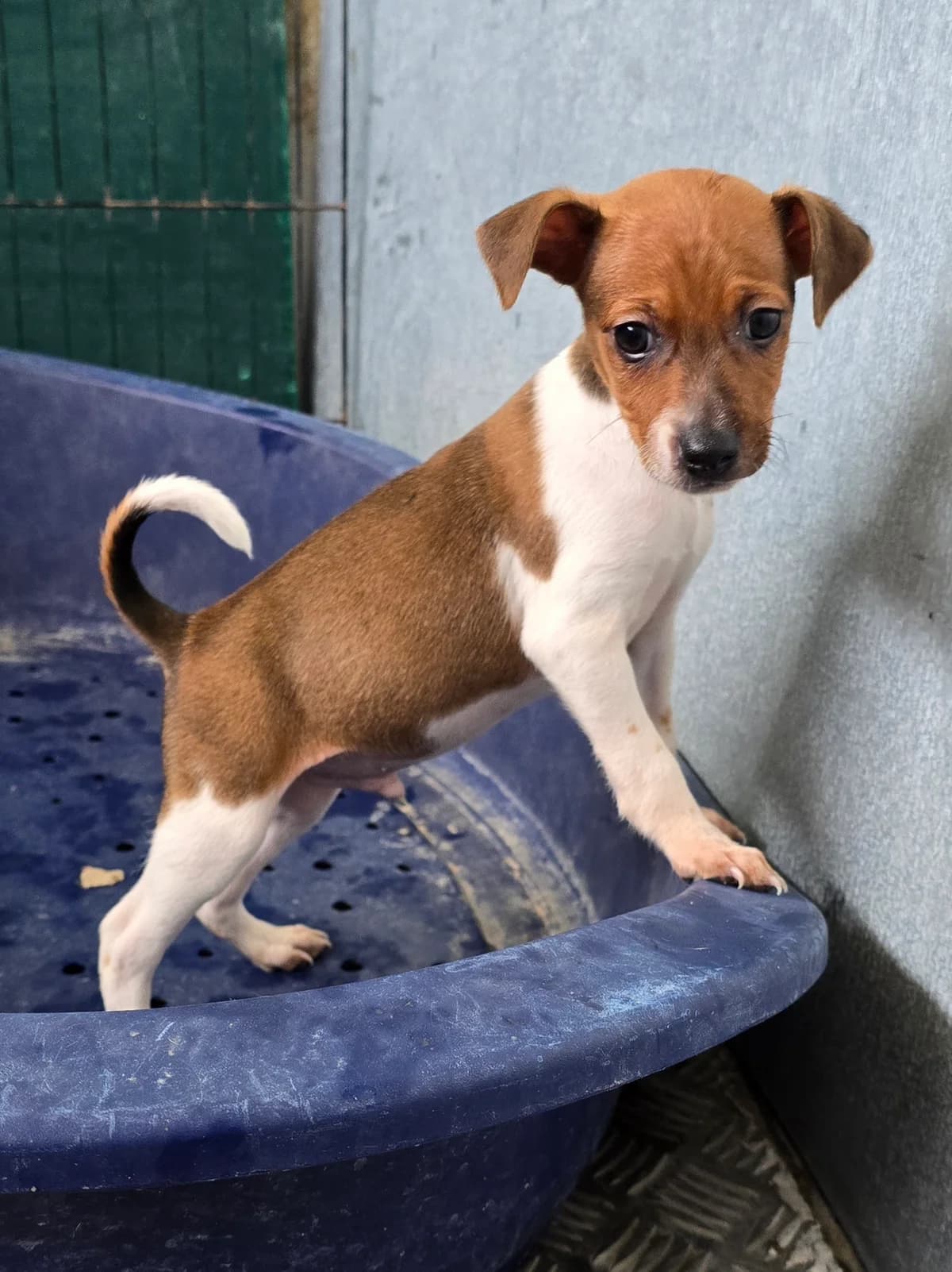 JOSHY, male Podenco for adoption at Hundehilfe Motril, Hundehilfe Motril photo 3