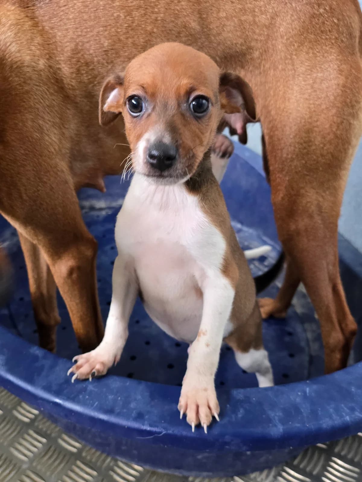 JOSHY, male Podenco for adoption at Hundehilfe Motril, Hundehilfe Motril photo 4