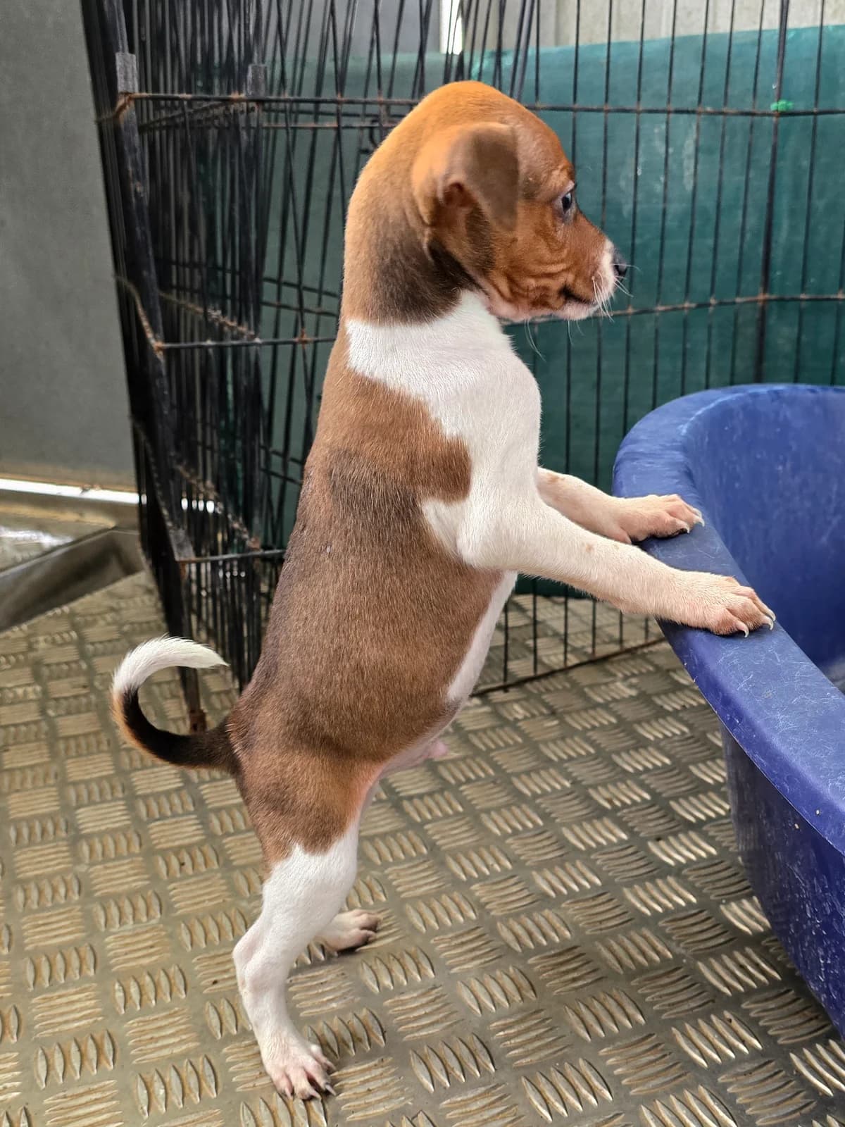 JOSHY, male Podenco for adoption at Hundehilfe Motril, Hundehilfe Motril photo 5