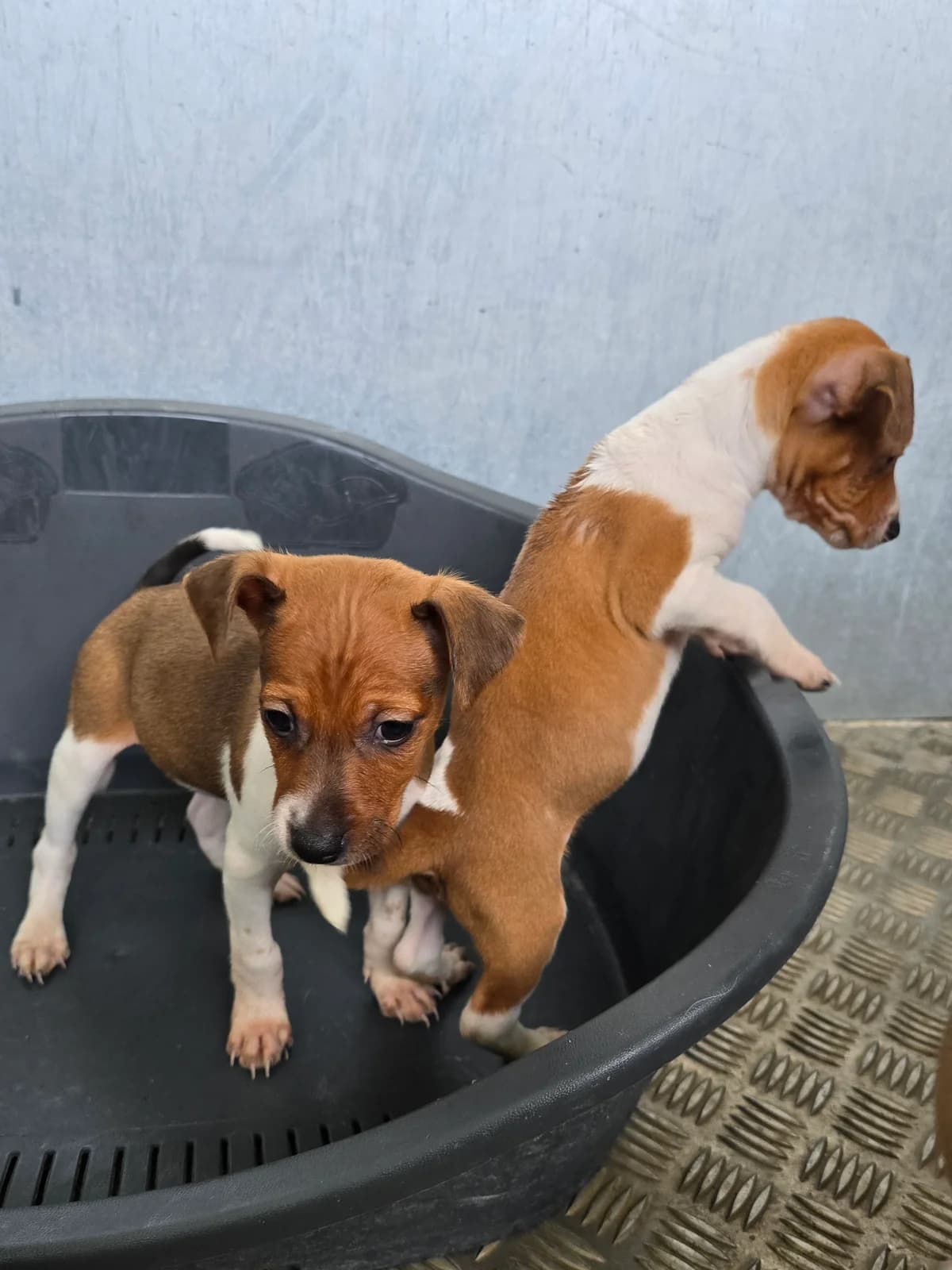 JOSHY, male Podenco for adoption at Hundehilfe Motril, Hundehilfe Motril photo 6