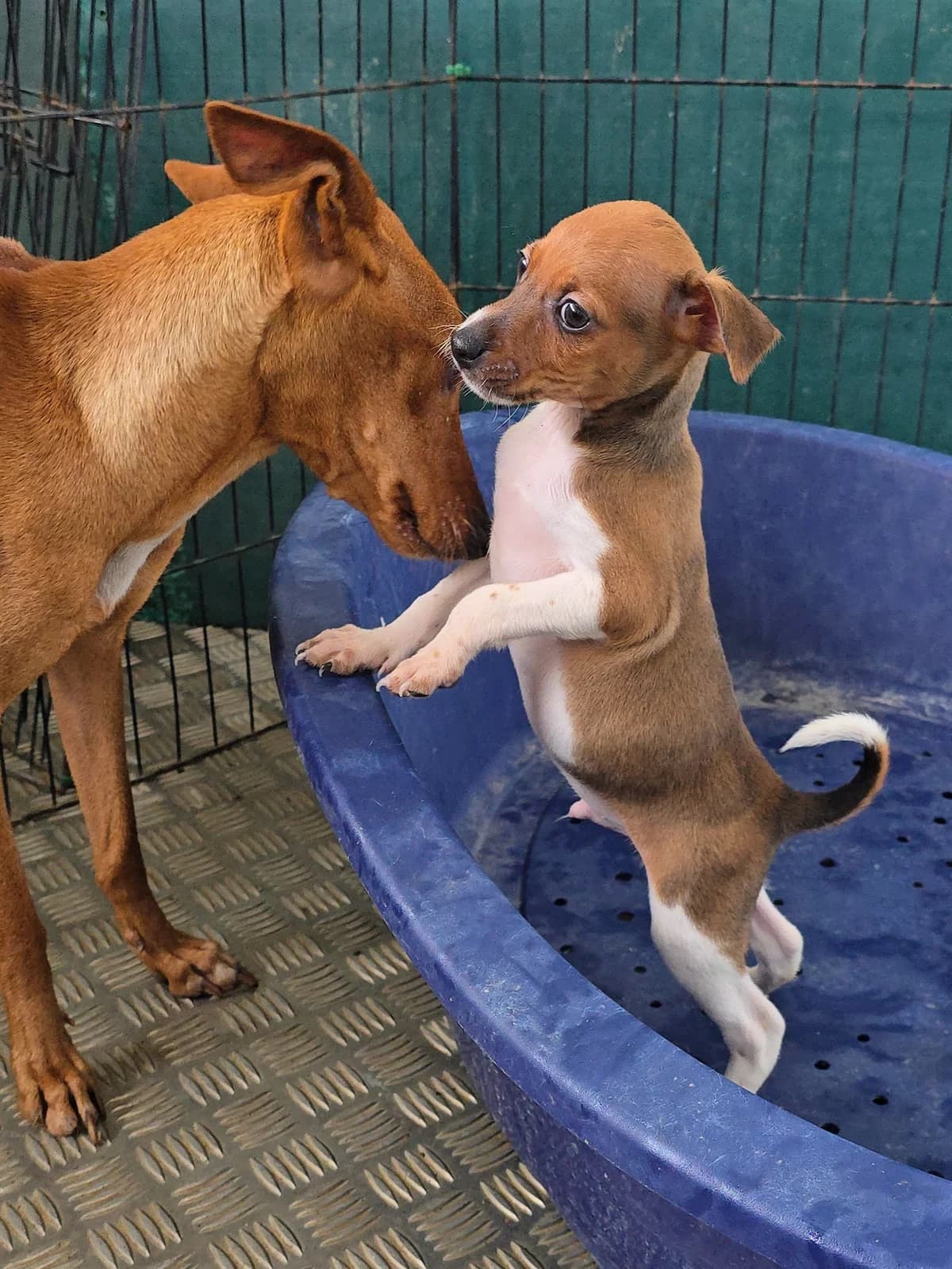 JOSHY, male Podenco for adoption at Hundehilfe Motril, Hundehilfe Motril photo 7