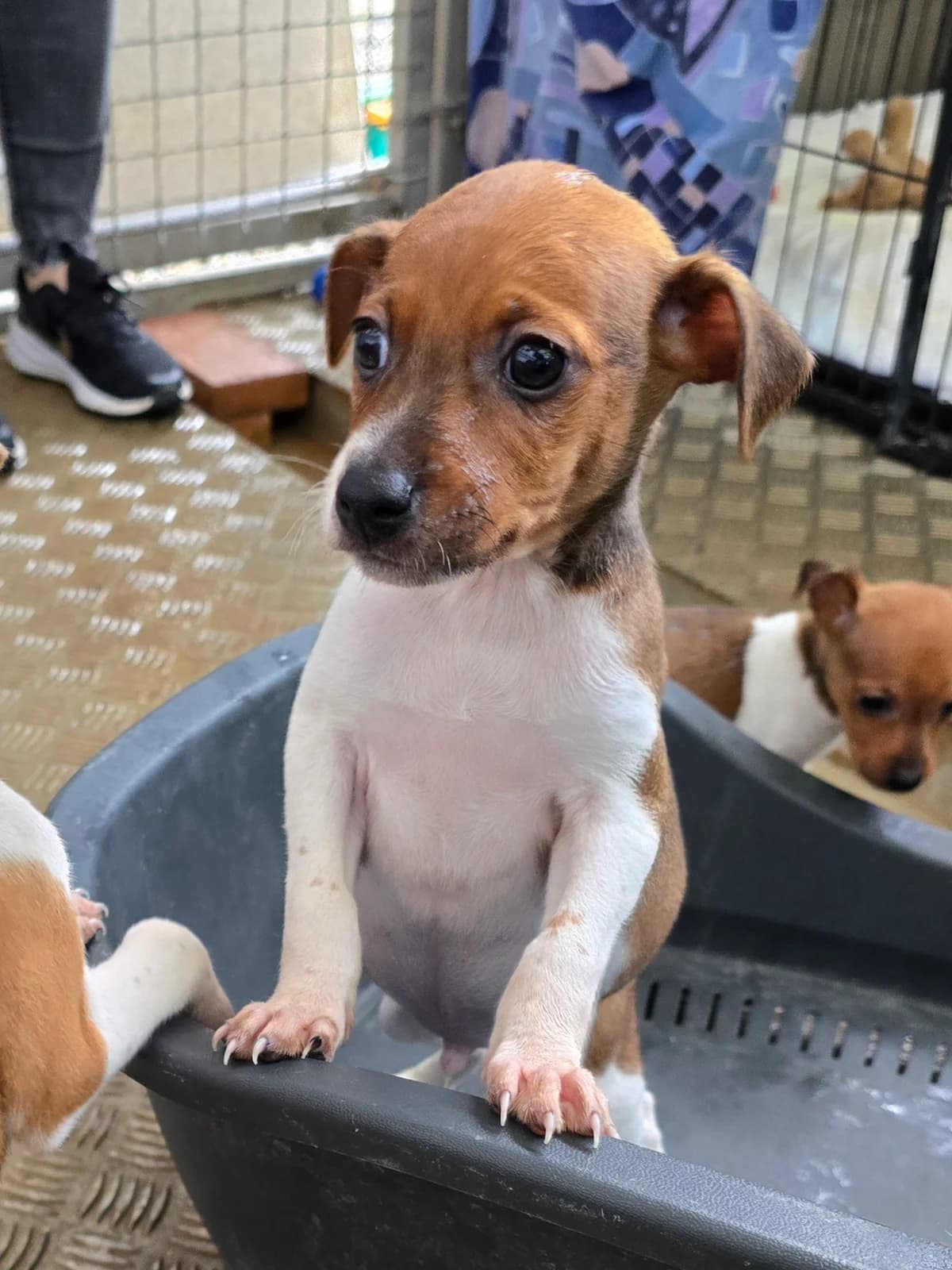 JOSHY, male Podenco for adoption at Hundehilfe Motril, Hundehilfe Motril photo 8