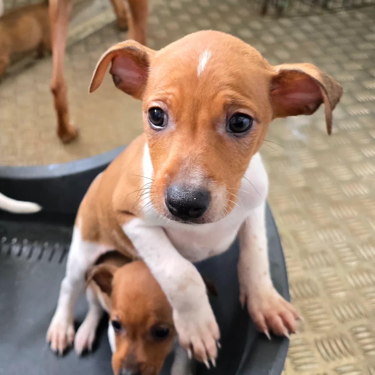 BILLY, male Podenco for adoption at Hundehilfe Motril