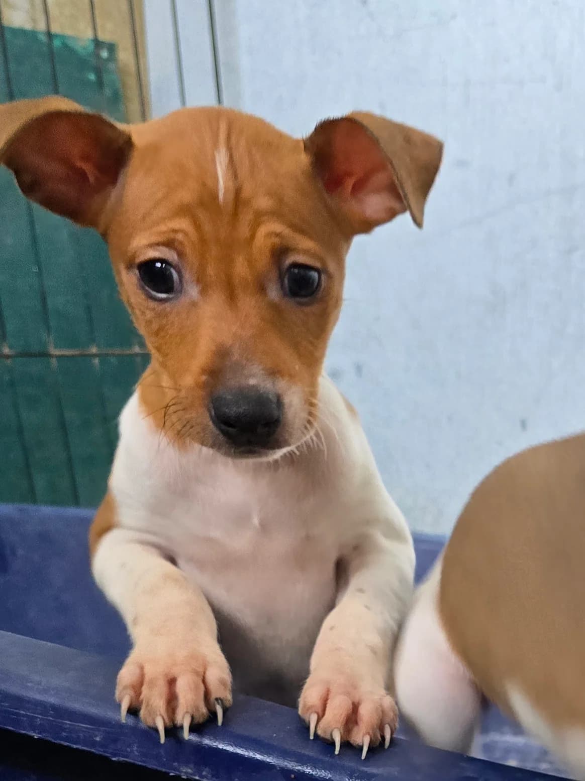 BILLY, male Podenco for adoption at Hundehilfe Motril, Hundehilfe Motril photo 2