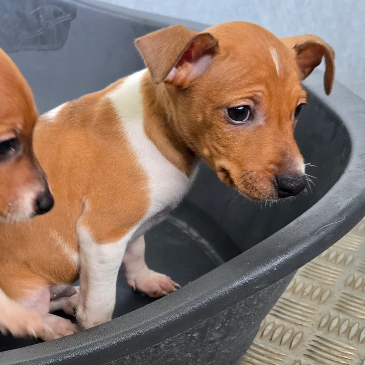 BILLY, male Podenco for adoption at Hundehilfe Motril, Hundehilfe Motril photo 3