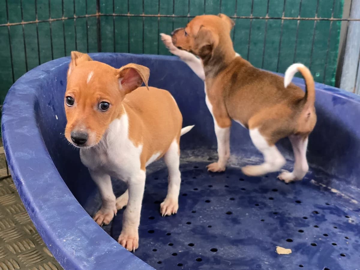 BILLY, male Podenco for adoption at Hundehilfe Motril, Hundehilfe Motril photo 4