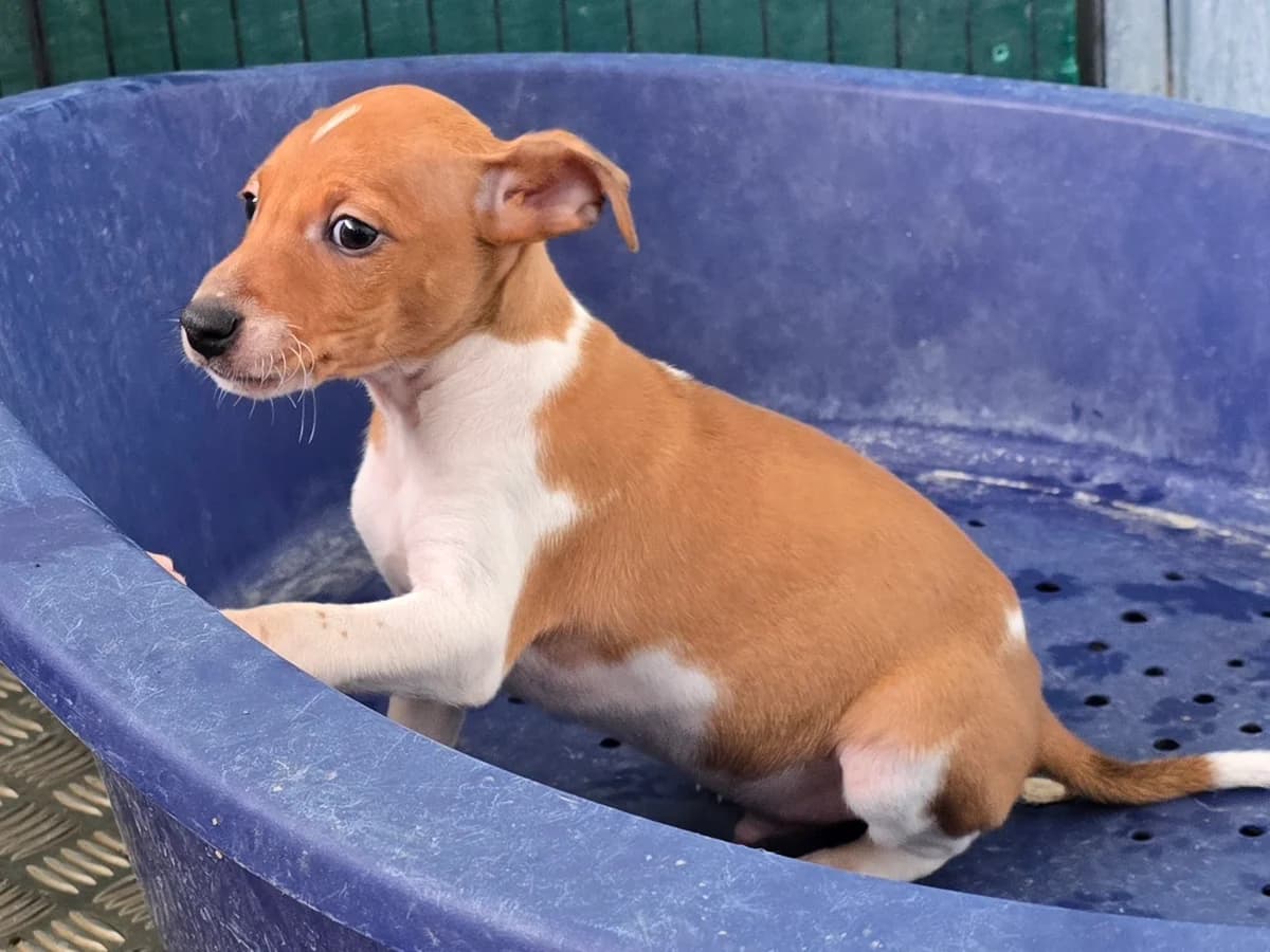 BILLY, male Podenco for adoption at Hundehilfe Motril, Hundehilfe Motril photo 5