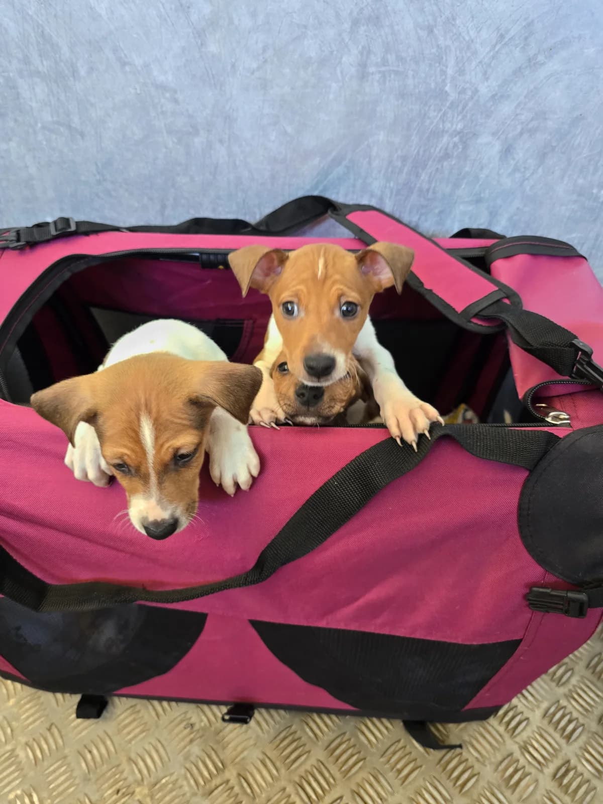 BILLY, male Podenco for adoption at Hundehilfe Motril, Hundehilfe Motril photo 6