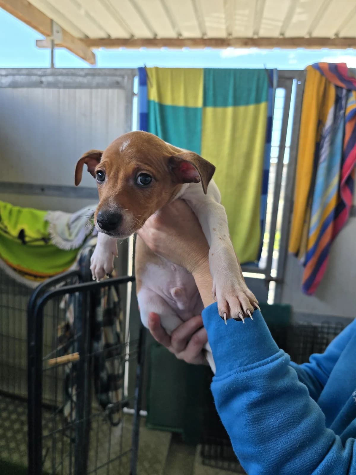 BILLY, male Podenco for adoption at Hundehilfe Motril, Hundehilfe Motril photo 7