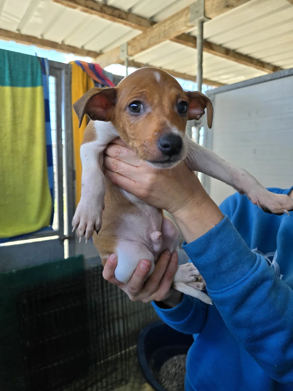 BILLY, male Podenco for adoption at Hundehilfe Motril, Hundehilfe Motril photo 8