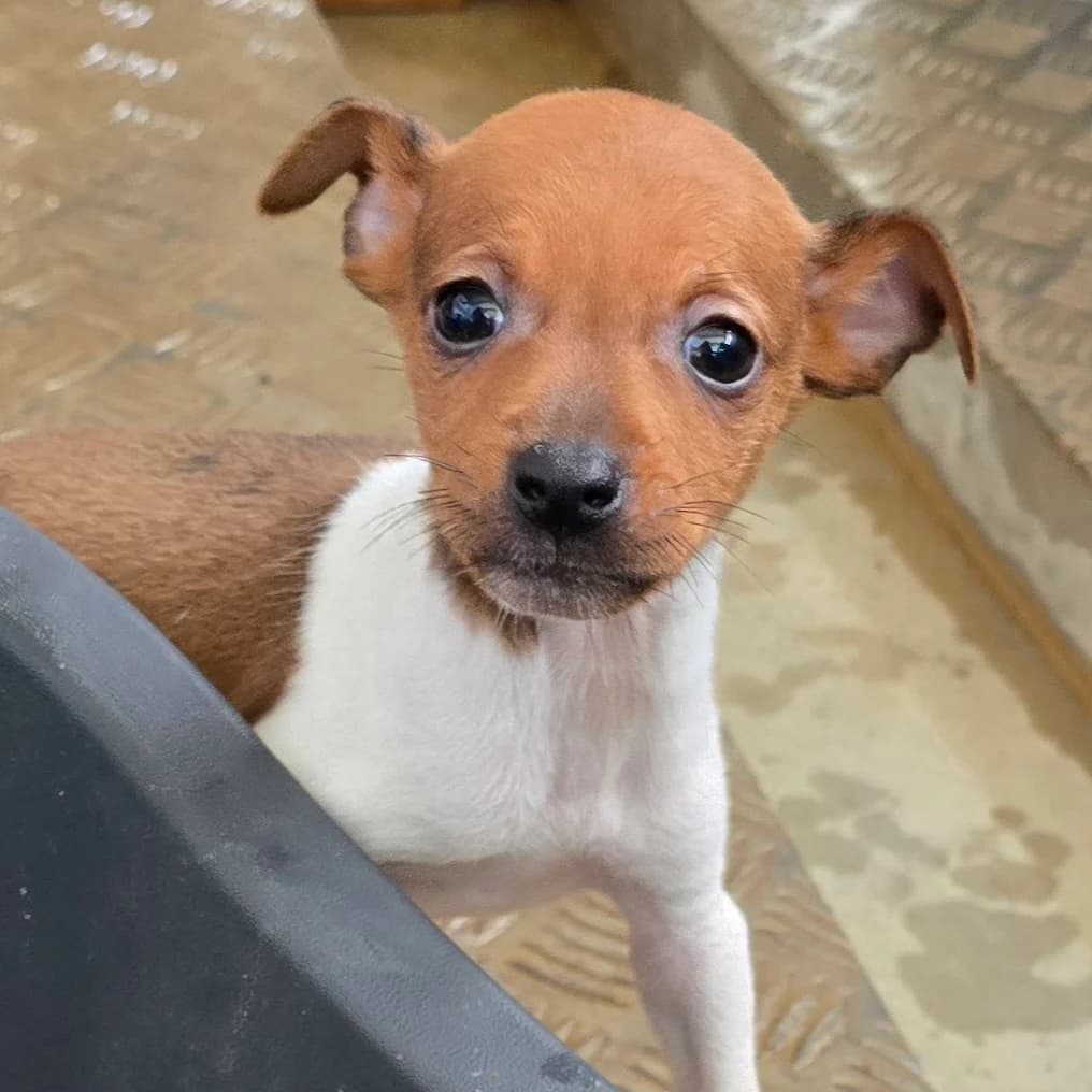 JERRY, male Podenco for adoption at Hundehilfe Motril