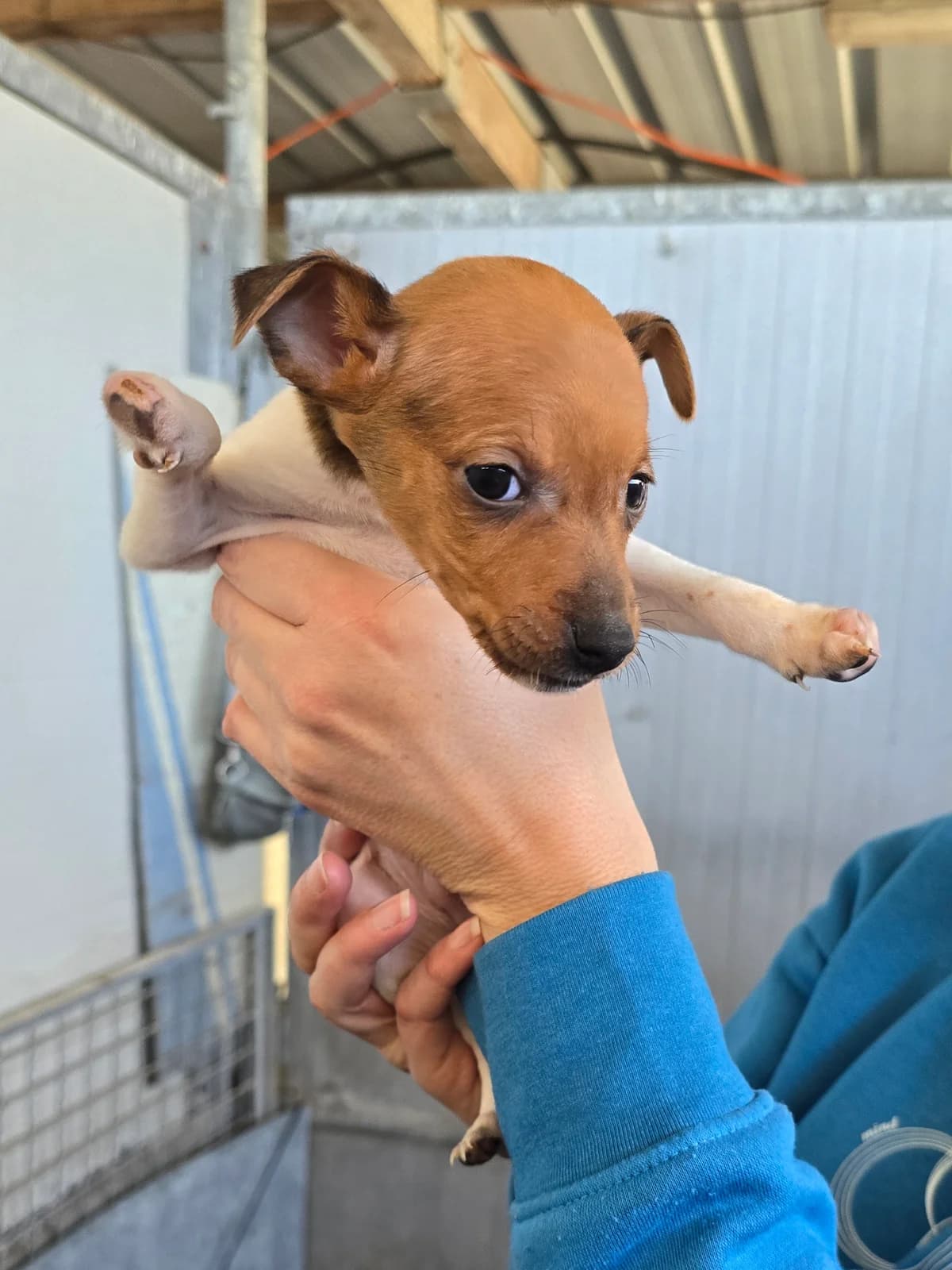 JERRY, male Podenco for adoption at Hundehilfe Motril, Hundehilfe Motril photo 2