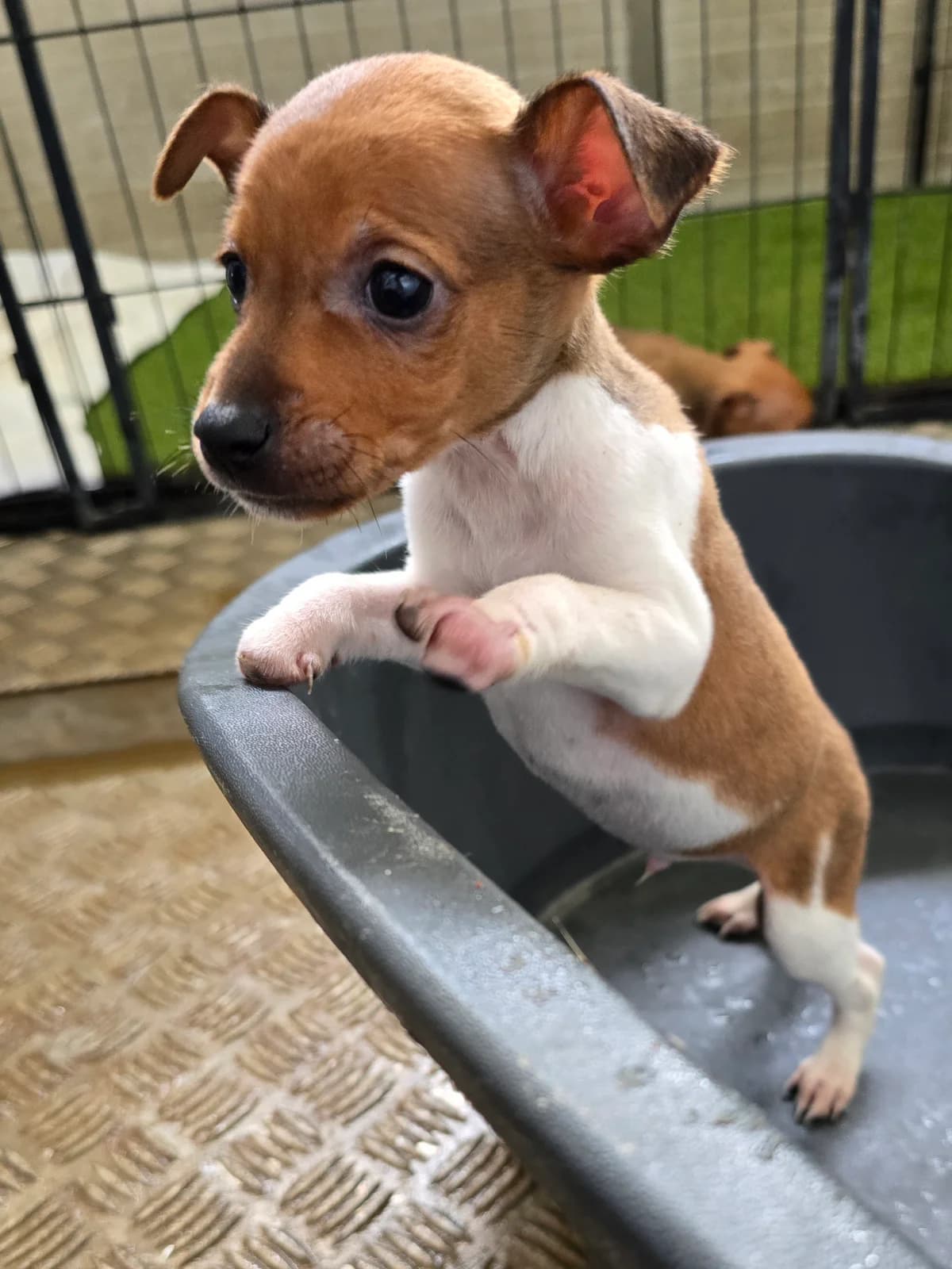 JERRY, male Podenco for adoption at Hundehilfe Motril, Hundehilfe Motril photo 3