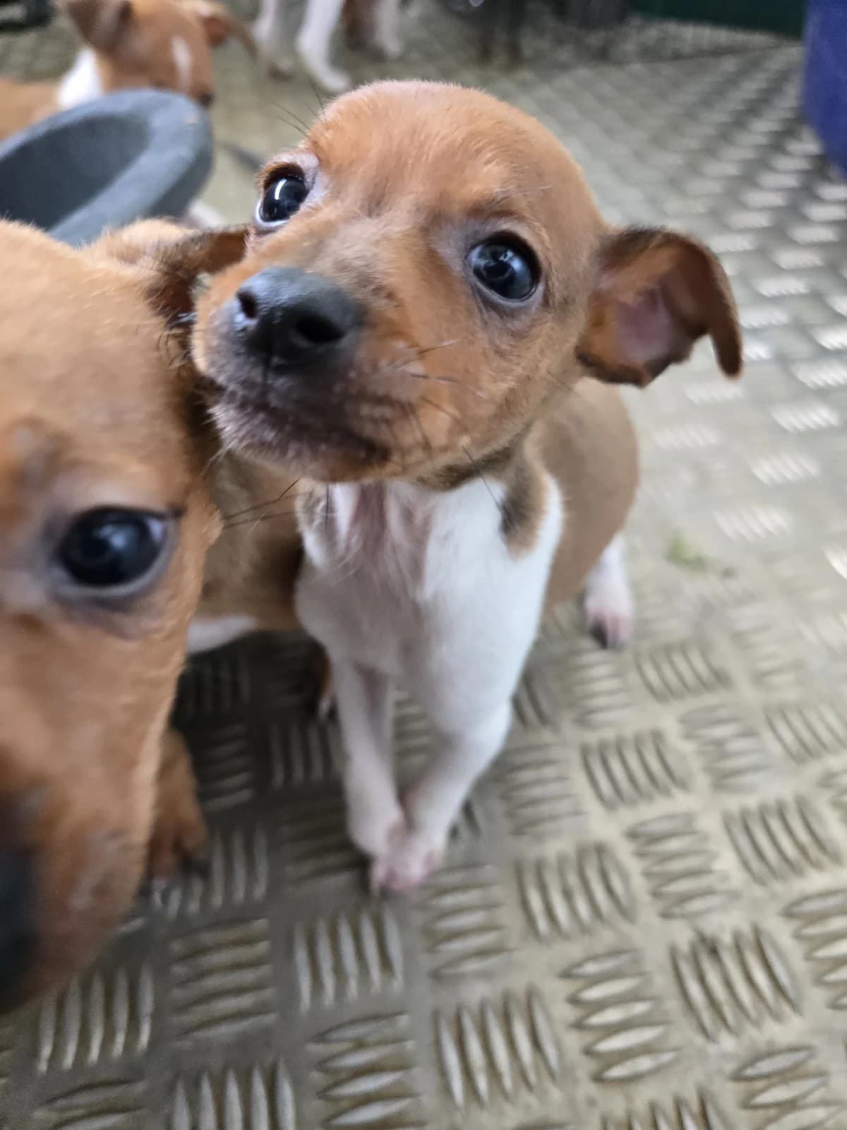 JERRY, male Podenco for adoption at Hundehilfe Motril, Hundehilfe Motril photo 4