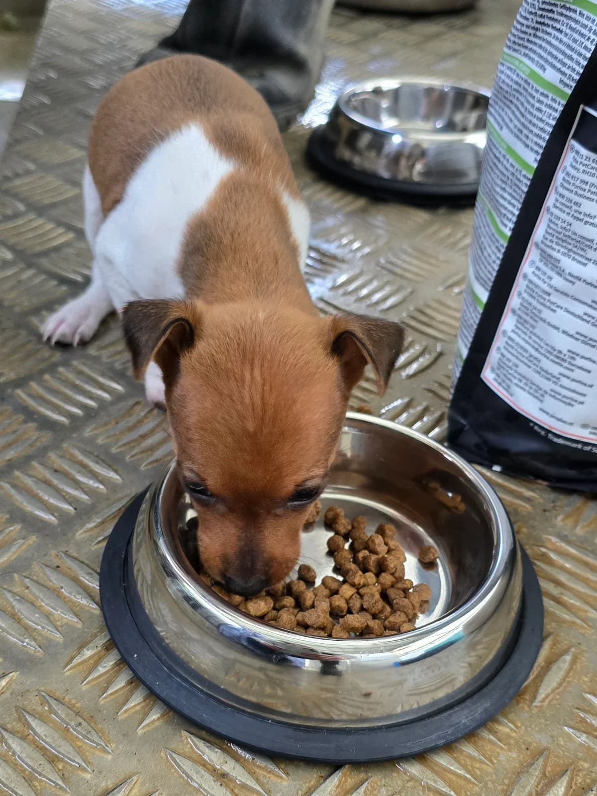 JERRY, male Podenco for adoption at Hundehilfe Motril, Hundehilfe Motril photo 5