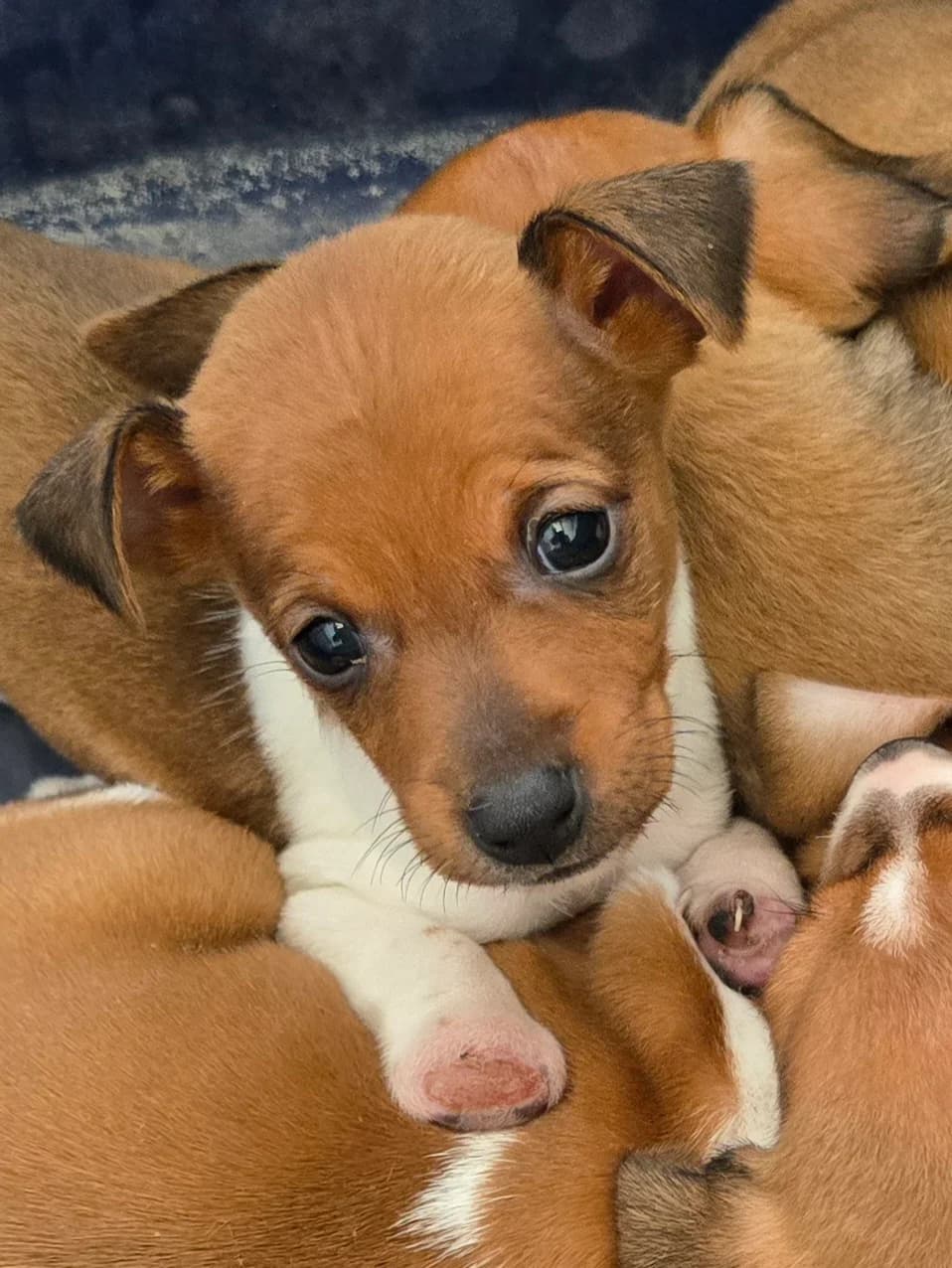 JERRY, male Podenco for adoption at Hundehilfe Motril, Hundehilfe Motril photo 7