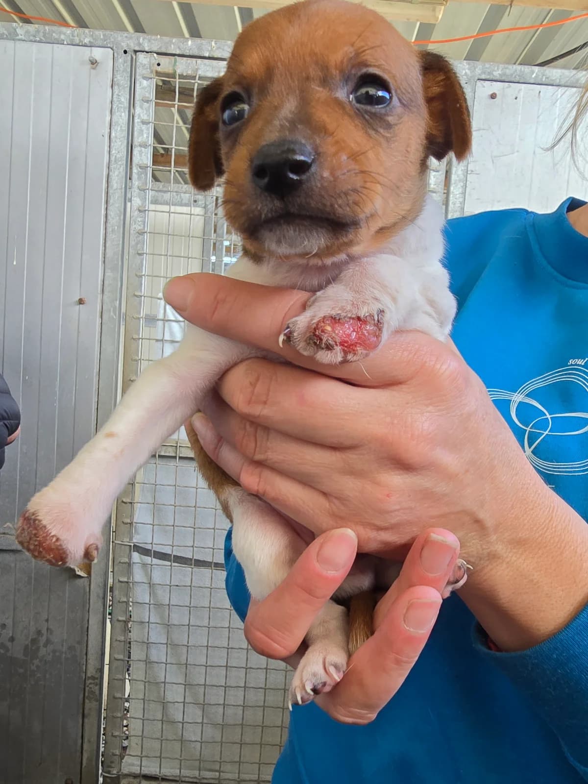 JERRY, male Podenco for adoption at Hundehilfe Motril, Hundehilfe Motril photo 8