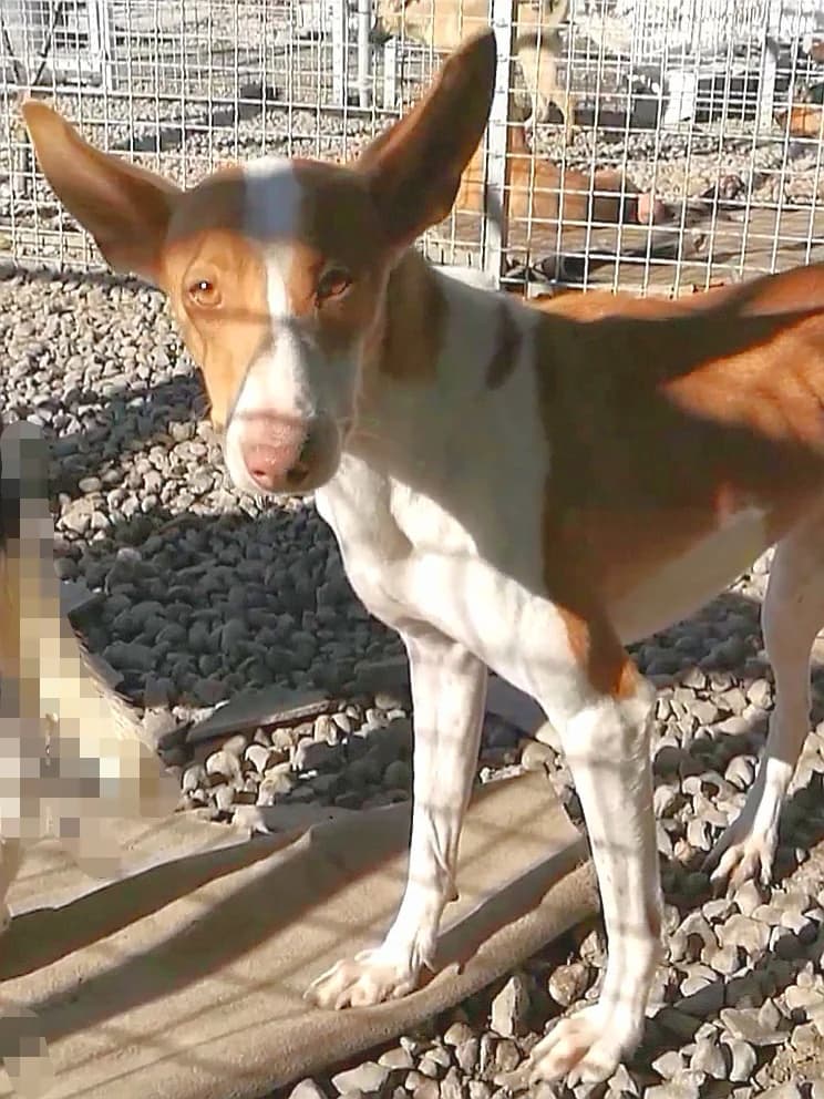 Simba … jede Berührung löst in ihm Panik aus, male Mixed Breed for adoption at Hundehilfe Motril