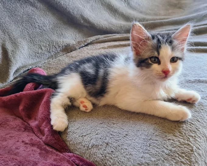 1001 Nacht, weiss-schwarz male puppy Mixed Breed Cat for adoption at Katzenfreunde Schweiz, Katzenfreunde