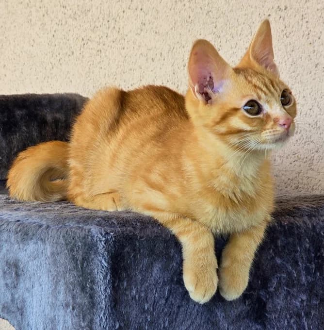 Abendfeuer, schwarz male puppy Mixed Breed Cat for adoption at Katzenfreunde Schweiz, Katzenfreunde