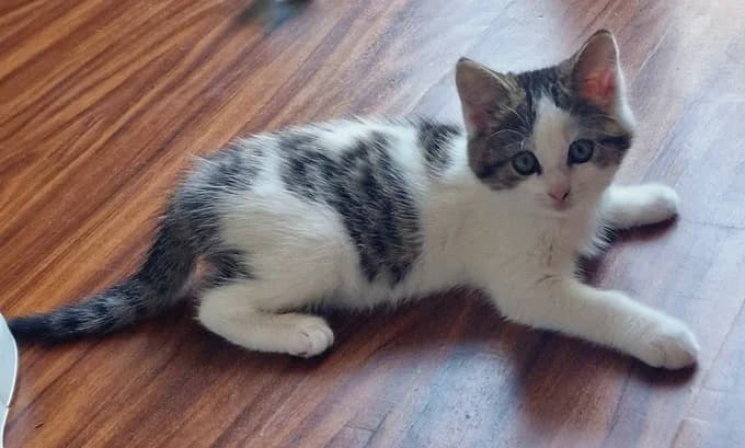 Mia’s Kitten, schwarz-weiss male puppy Mixed Breed Cat for adoption at Katzenfreunde Schweiz, Katzenfreunde