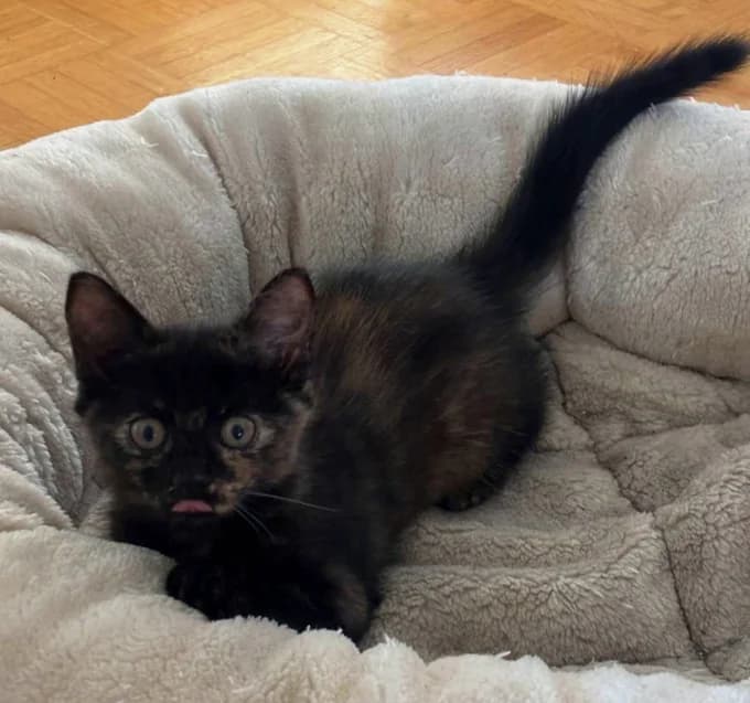 Midnights, schwarz male puppy Mixed Breed Cat for adoption at Katzenfreunde Schweiz, Katzenfreunde