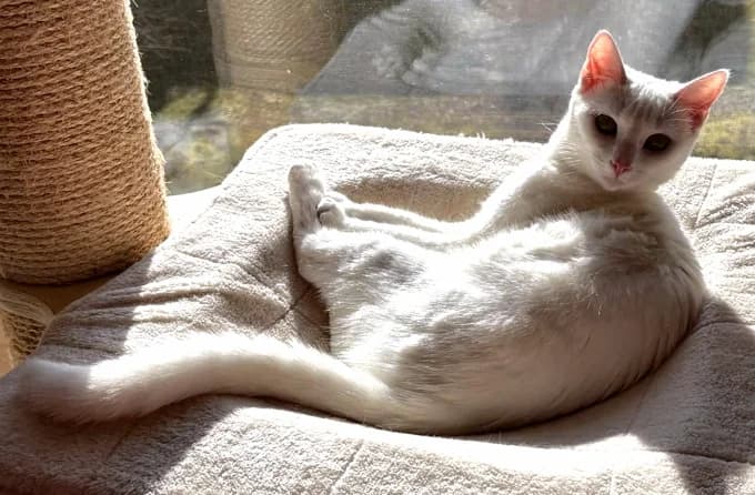Sakura, weiss female puppy Mixed Breed Cat for adoption at Katzenfreunde Schweiz, Katzenfreunde