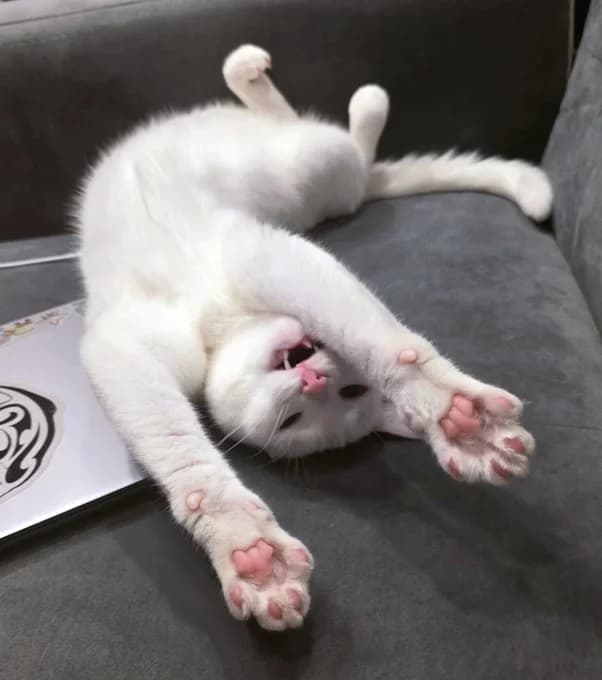 Sakura, female Mixed Breed Cat for adoption at Katzenfreunde Schweiz, Katzenfreunde photo 2