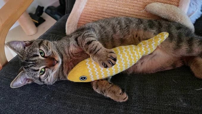 Sakura, female Mixed Breed Cat for adoption at Katzenfreunde Schweiz, Katzenfreunde photo 3